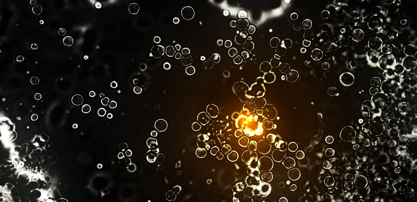 Dahinden Holz Forschung Entwicklung